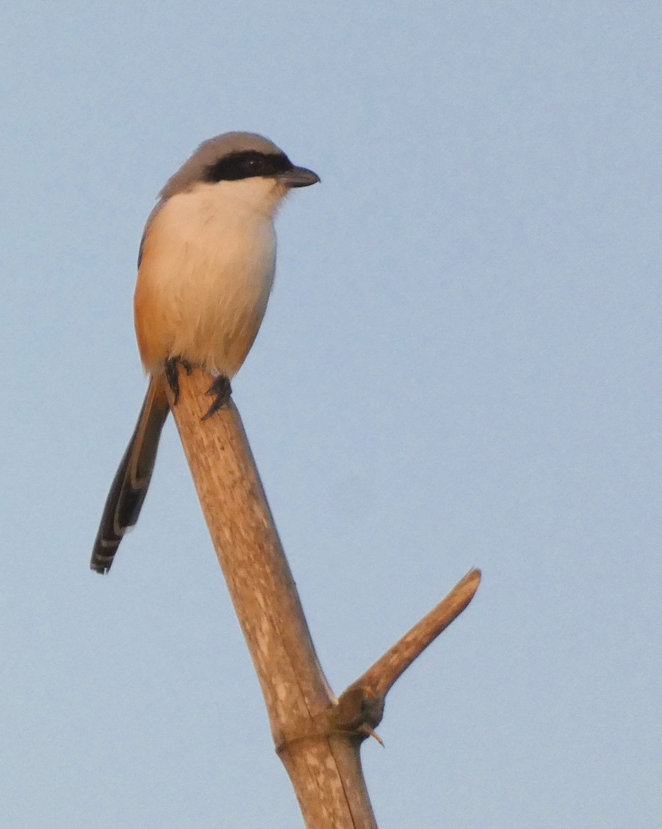 Long-tailed Shrike - ML647015927