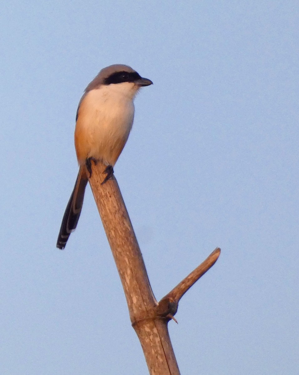 Long-tailed Shrike - ML647015928