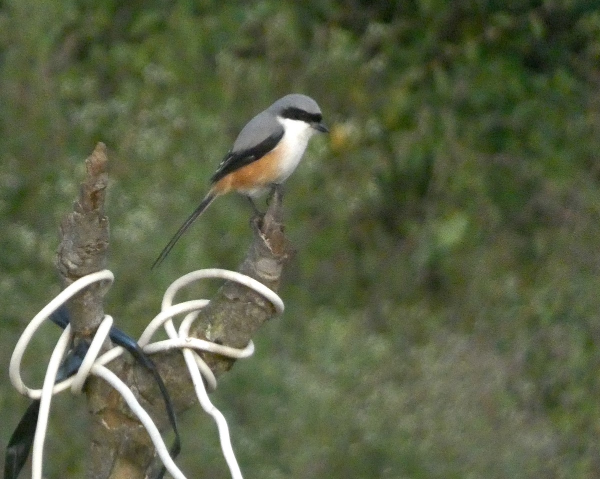Long-tailed Shrike - ML647015929
