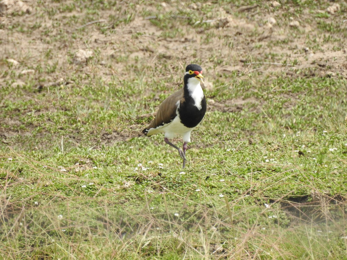 Banded Lapwing - ML647015934