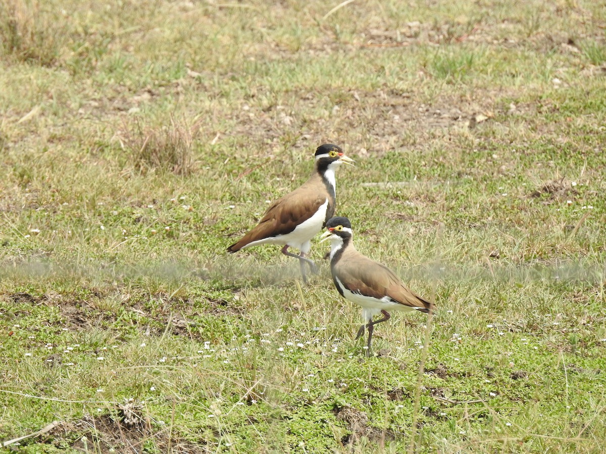 Banded Lapwing - ML647015935