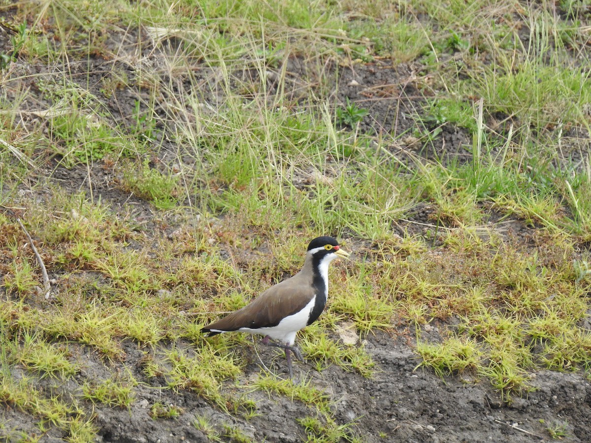Banded Lapwing - ML647015936