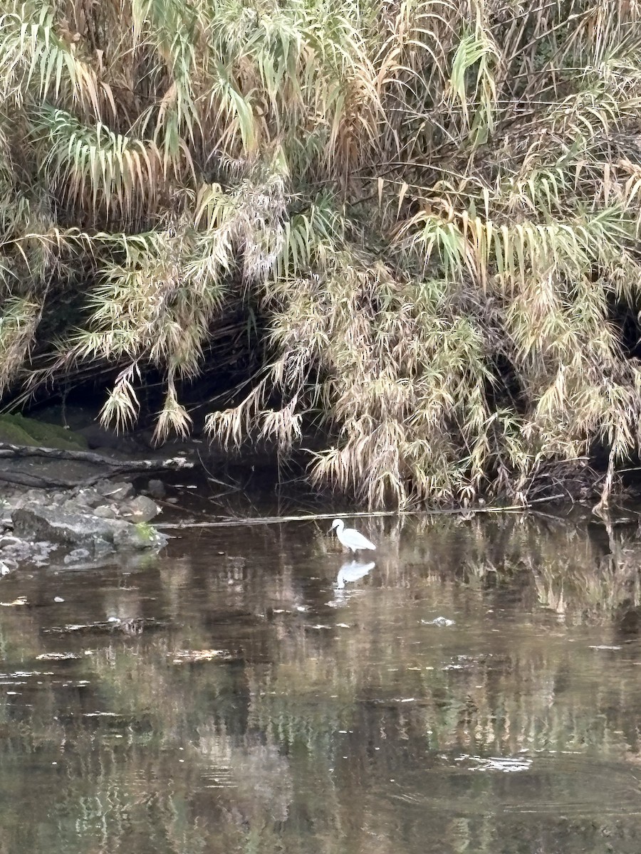 silkehegre - ML647015945