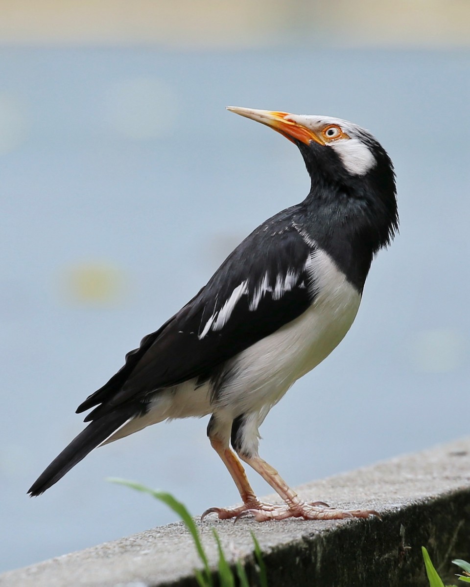 Siamese Pied Starling - ML647015962