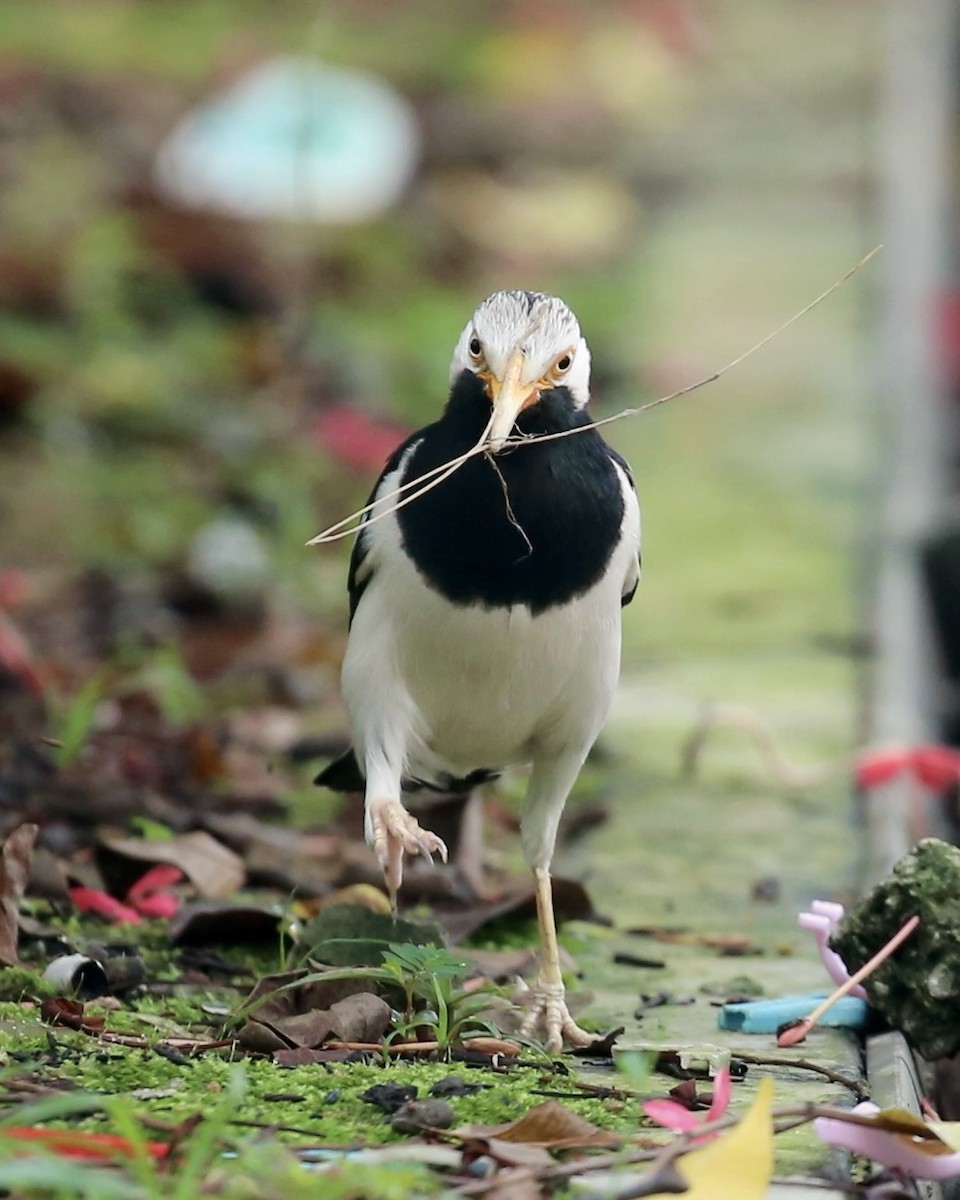 Siamese Pied Starling - ML647015963