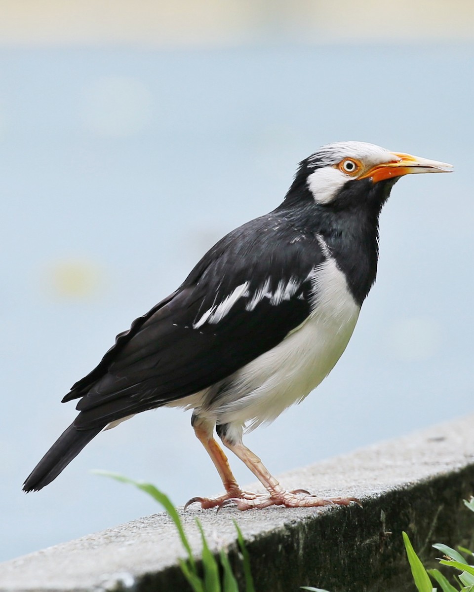 Siamese Pied Starling - ML647015964