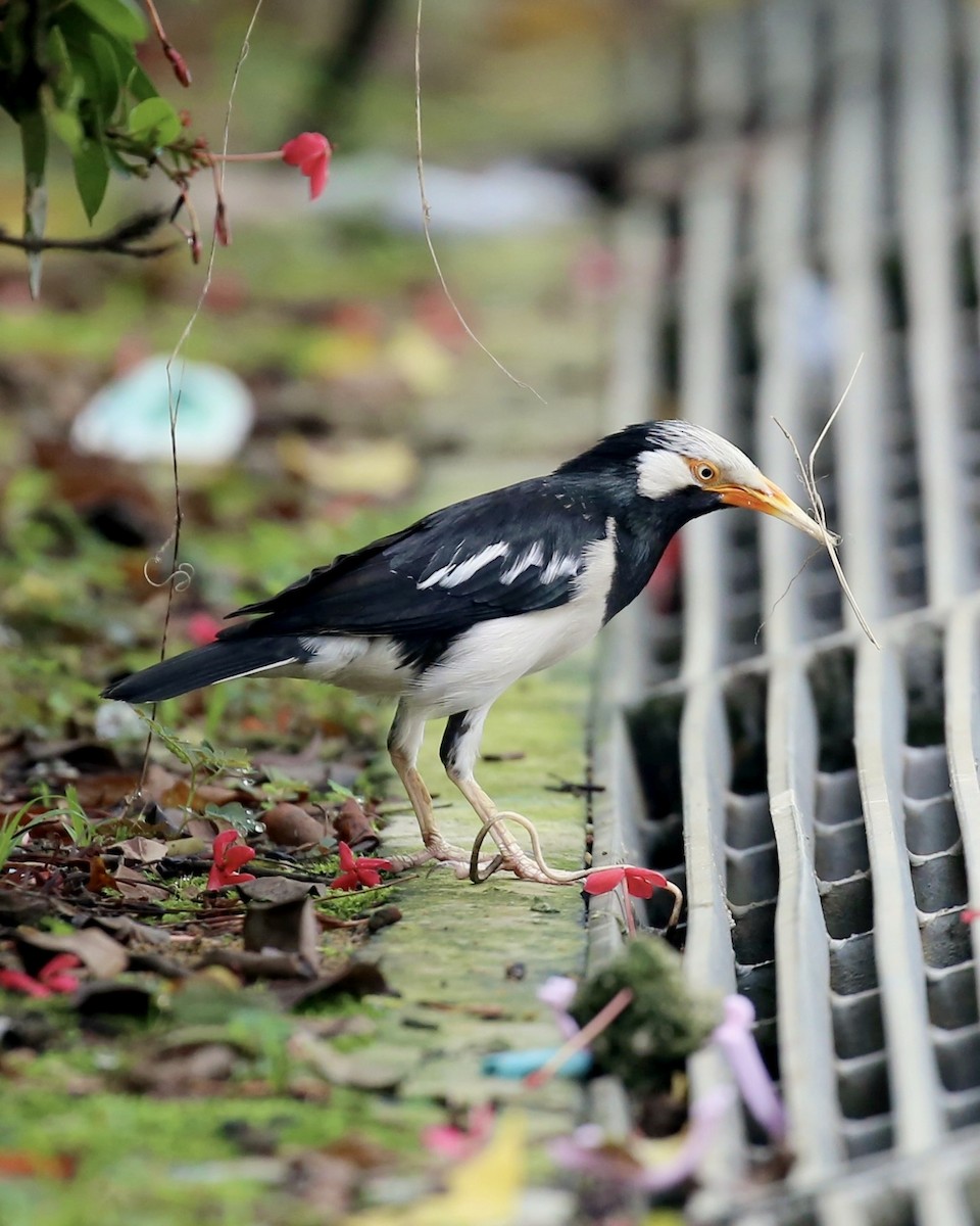 Siamese Pied Starling - ML647015965