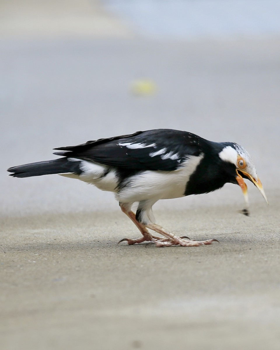 Siamese Pied Starling - ML647015966
