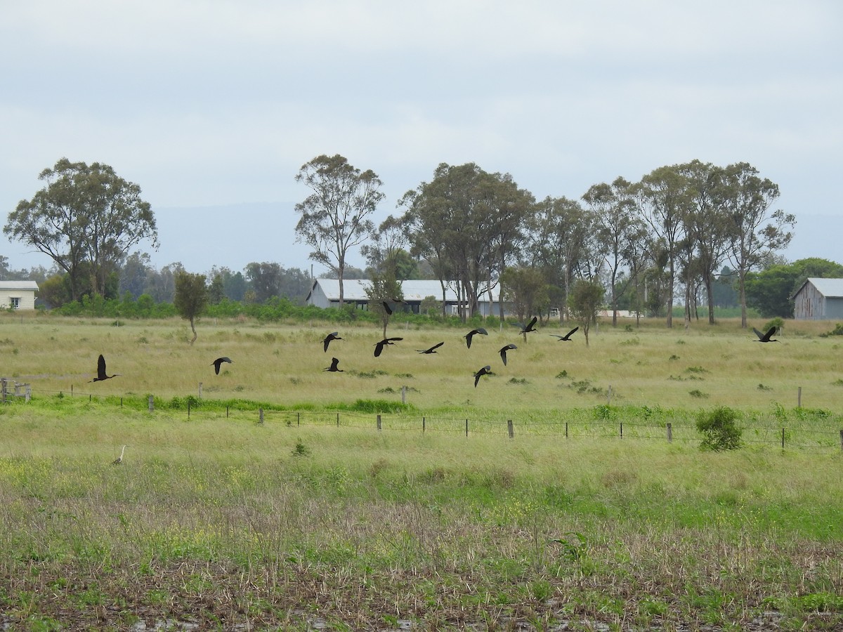 Glossy Ibis - ML647015969