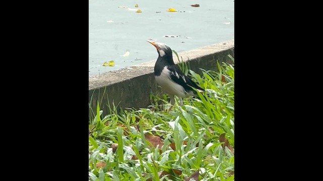 Siamese Pied Starling - ML647015971