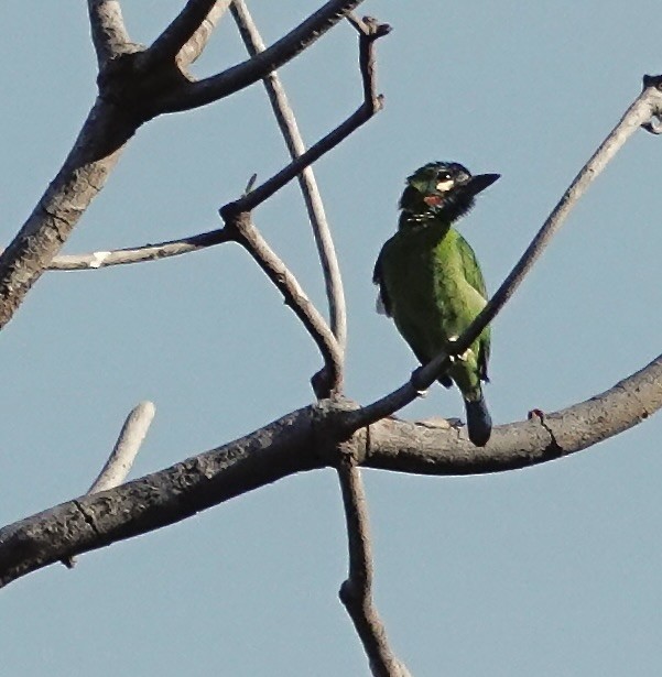 Blue-eared Barbet - ML647015972