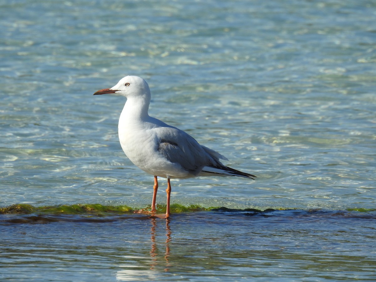 Slender-billed Gull - ML647015977