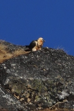 Bearded Vulture - ML647015979