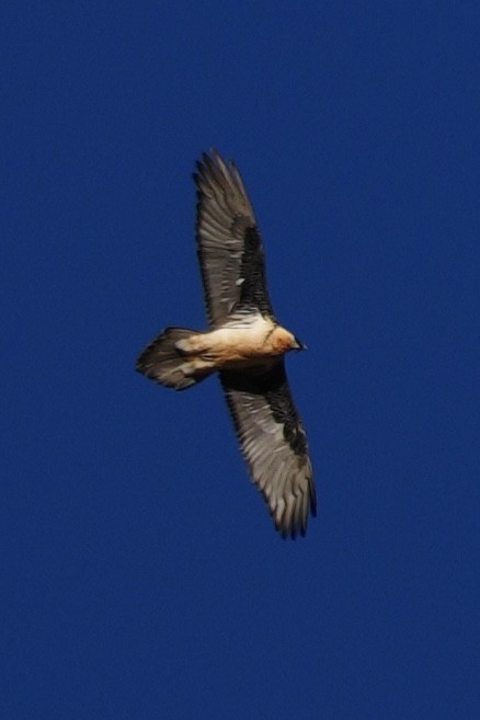 Bearded Vulture - ML647015980