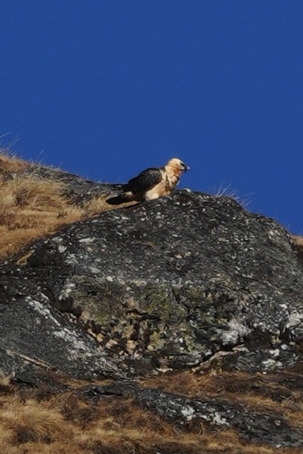 Bearded Vulture - ML647015981