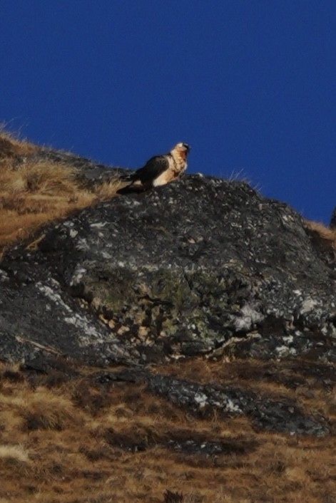 Bearded Vulture - ML647015982