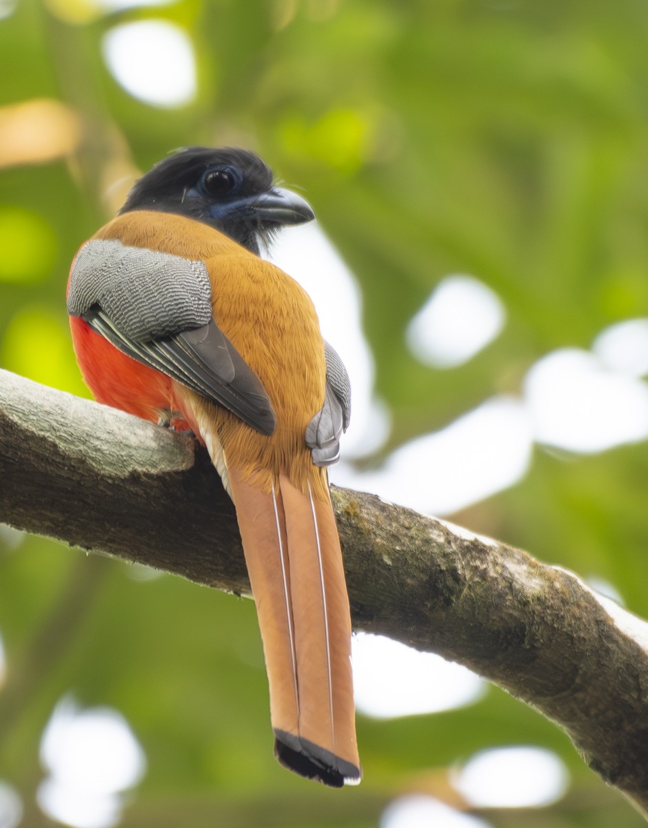 Trogon de Malabar - ML647015986