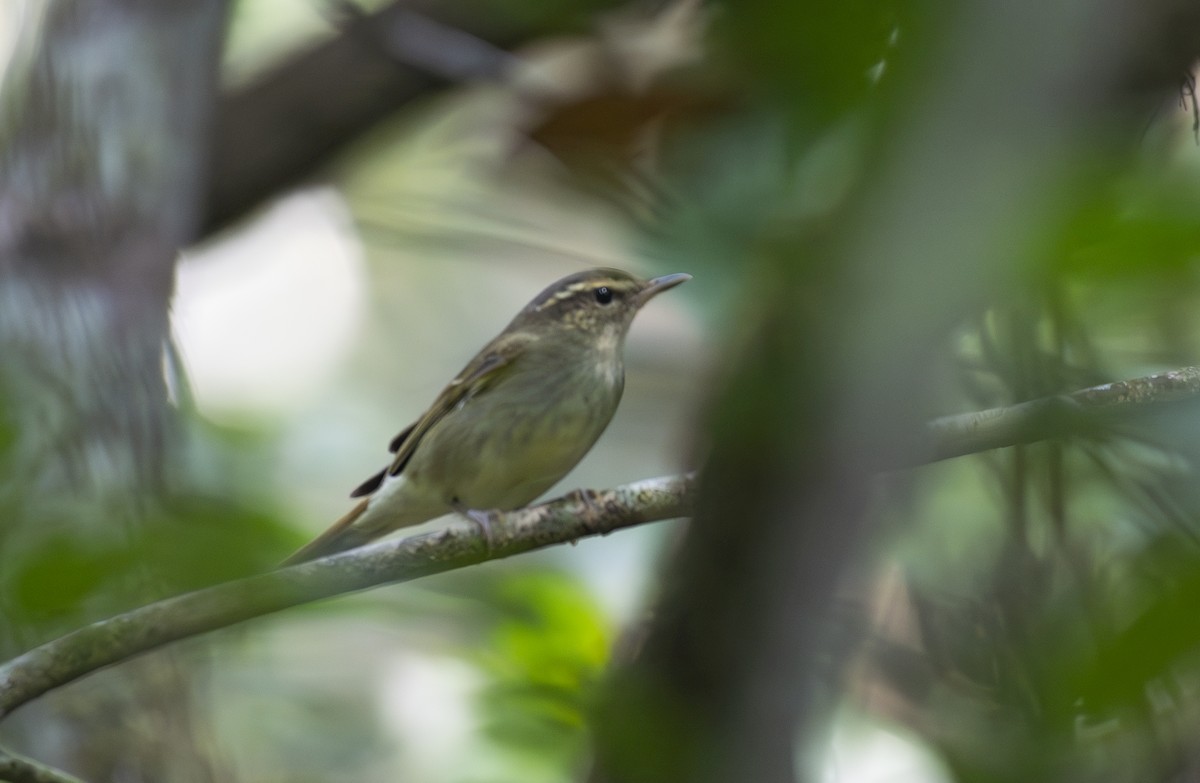 Large-billed Leaf Warbler - ML647015991