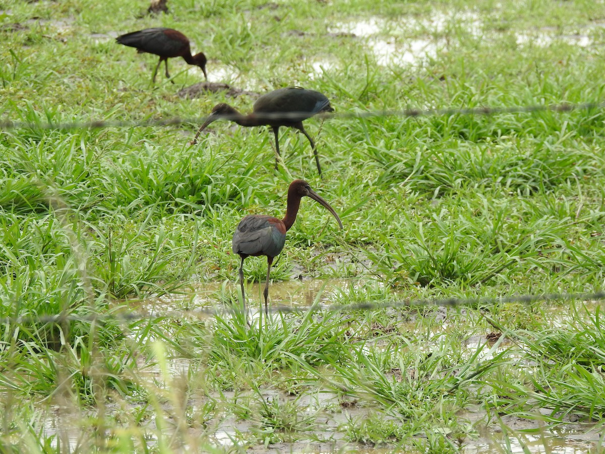 Glossy Ibis - ML647016002