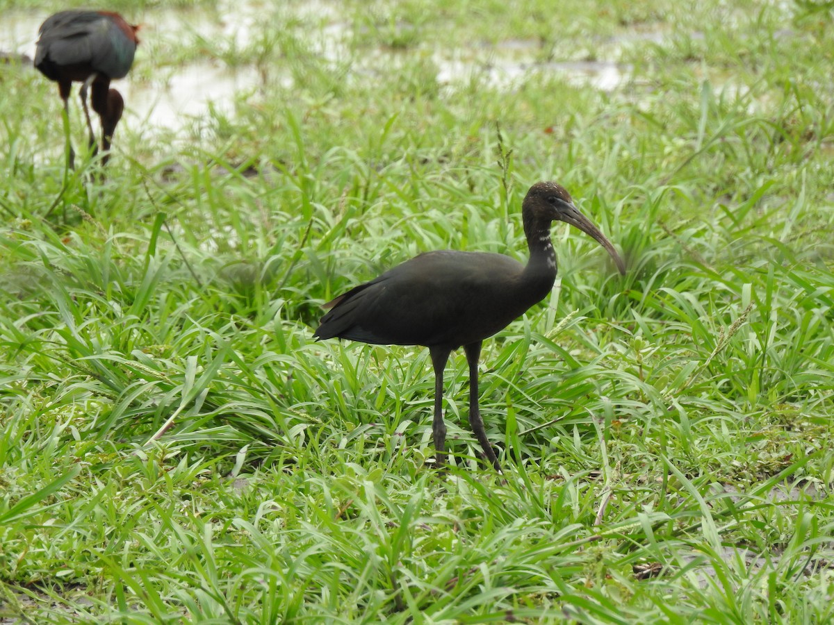 Glossy Ibis - ML647016003