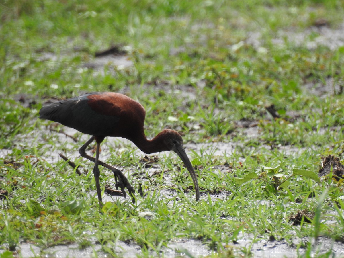 Glossy Ibis - ML647016008