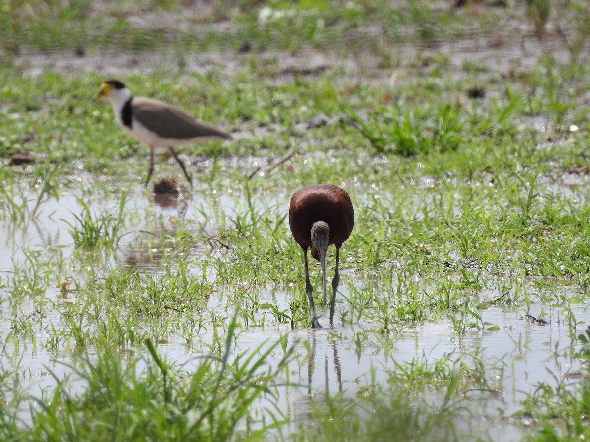 Glossy Ibis - ML647016009