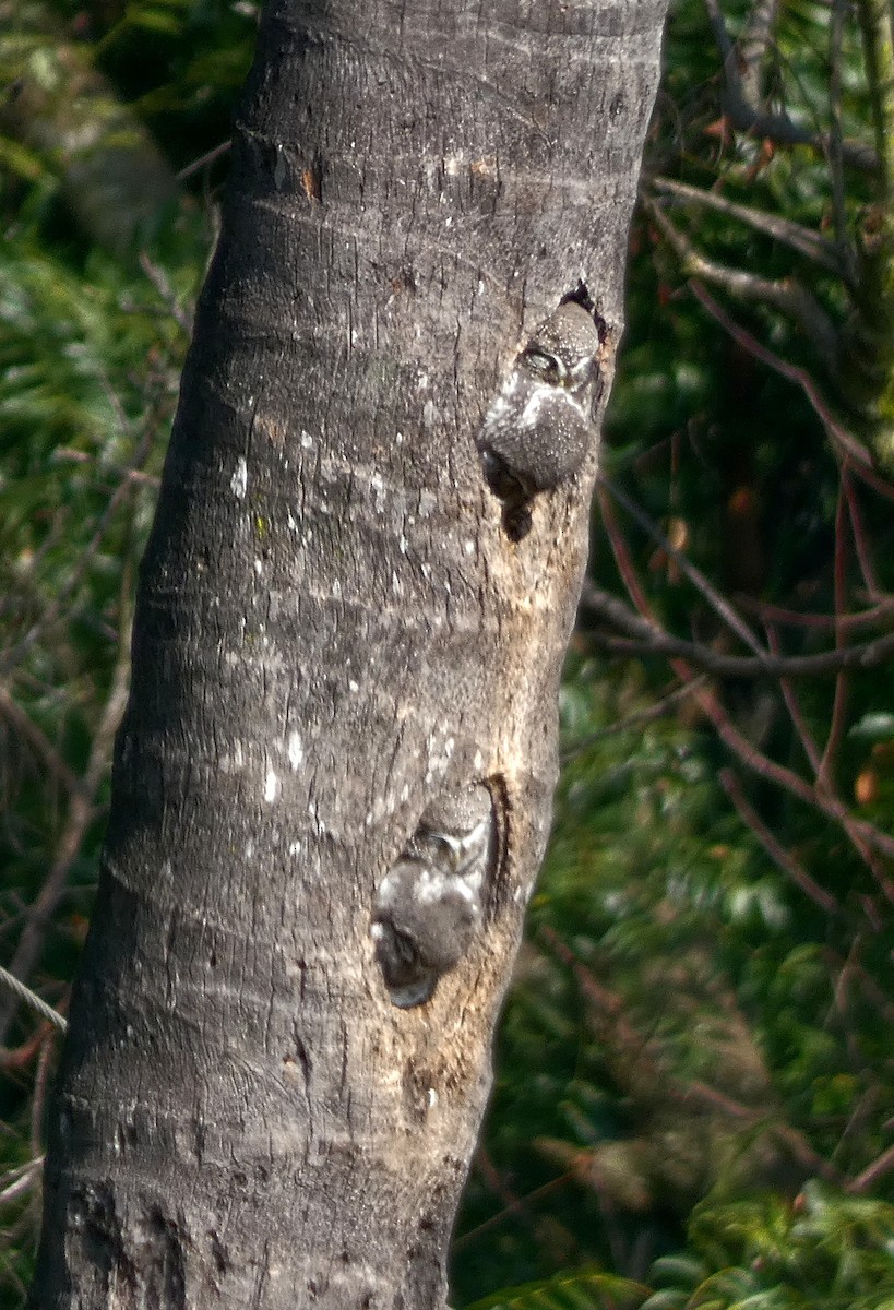 Spotted Owlet - ML647016010