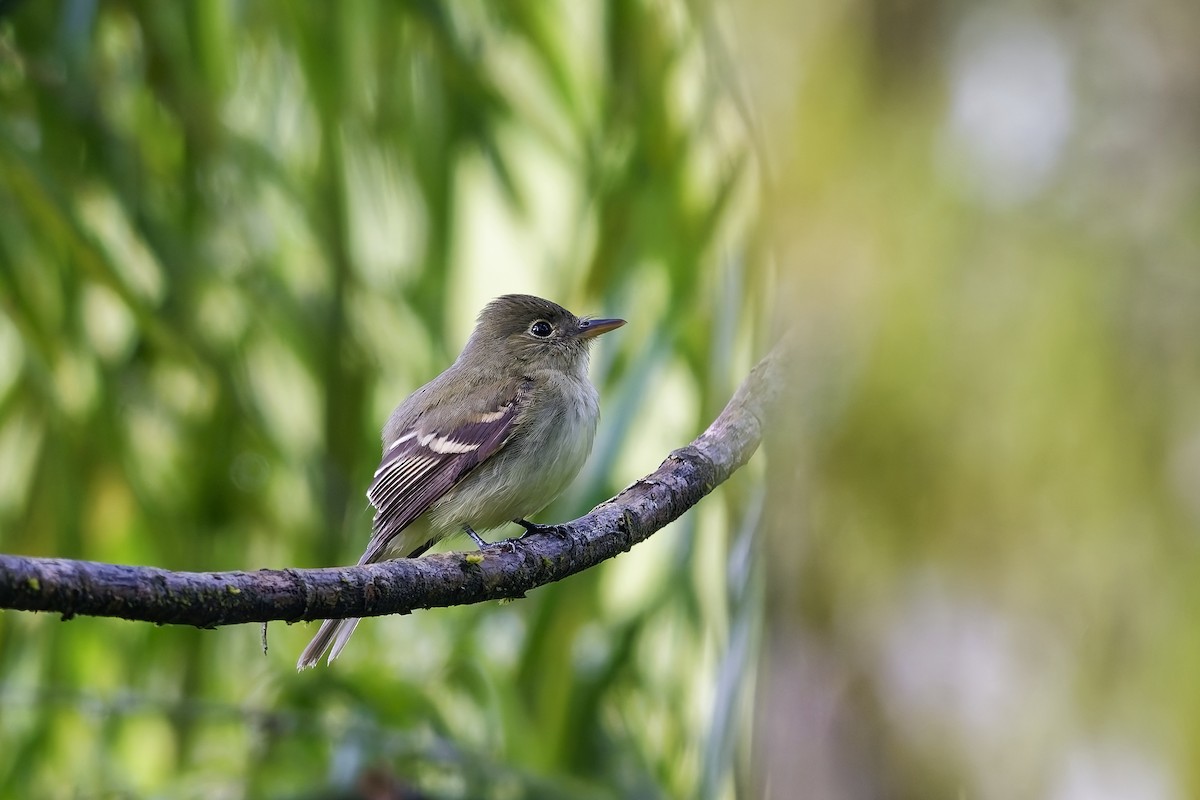 Acadian Flycatcher - ML647016019