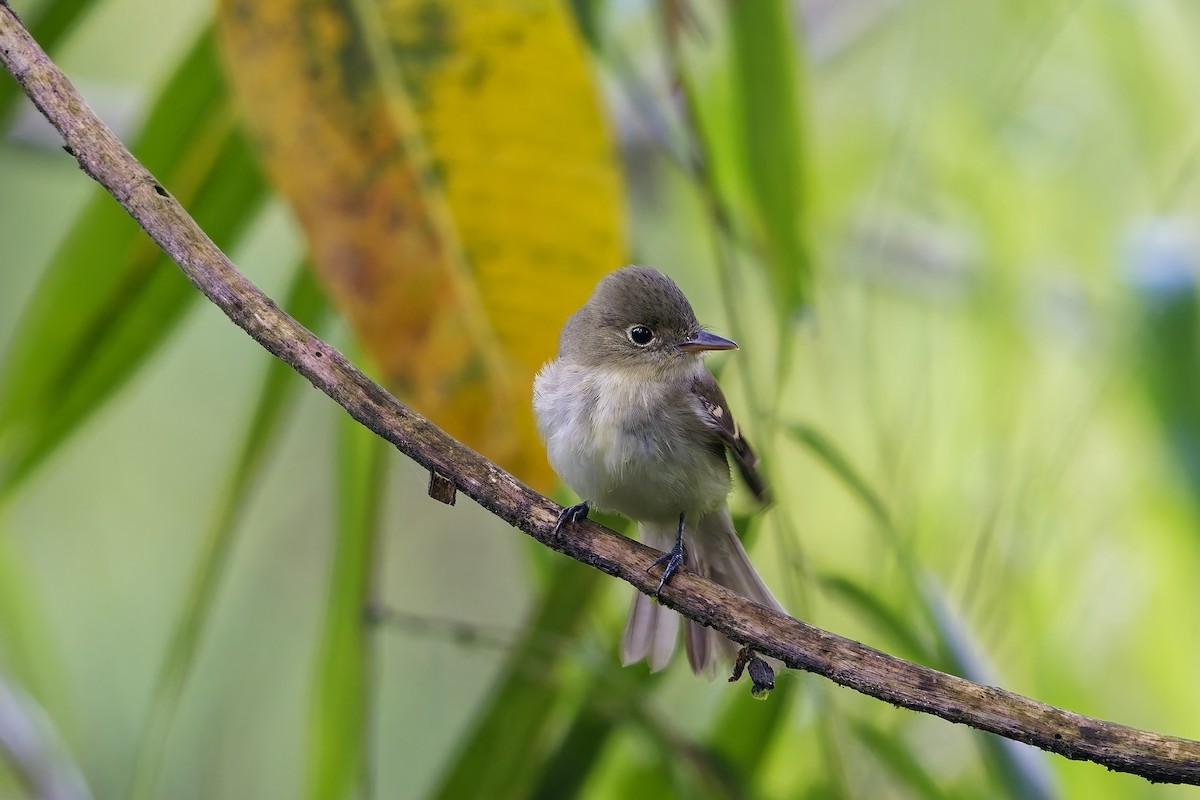 Acadian Flycatcher - ML647016020