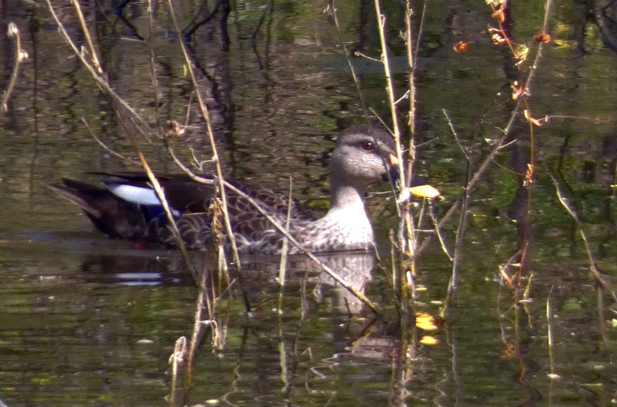 Indian Spot-billed Duck - ML647016022