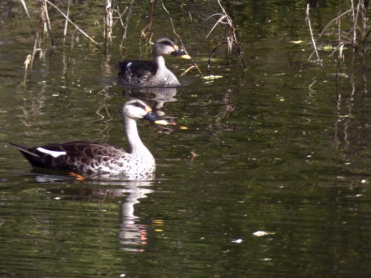 Indian Spot-billed Duck - ML647016023