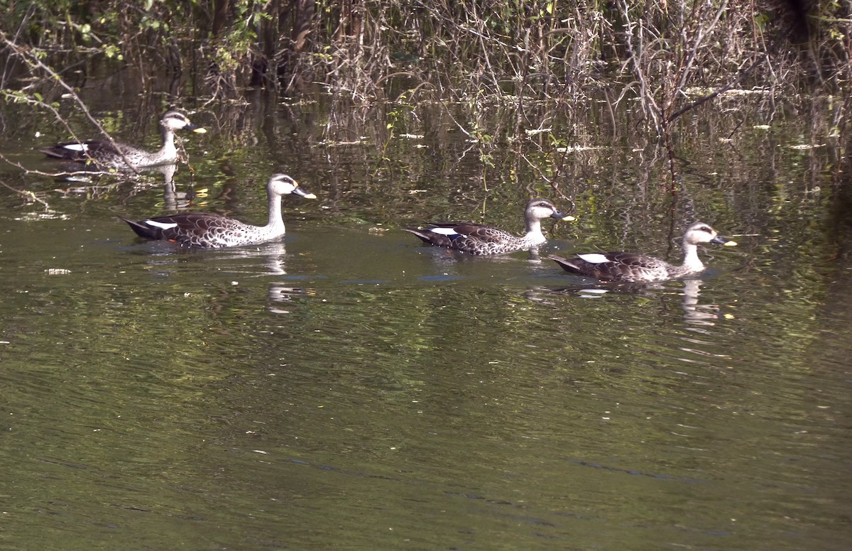 Indian Spot-billed Duck - ML647016024
