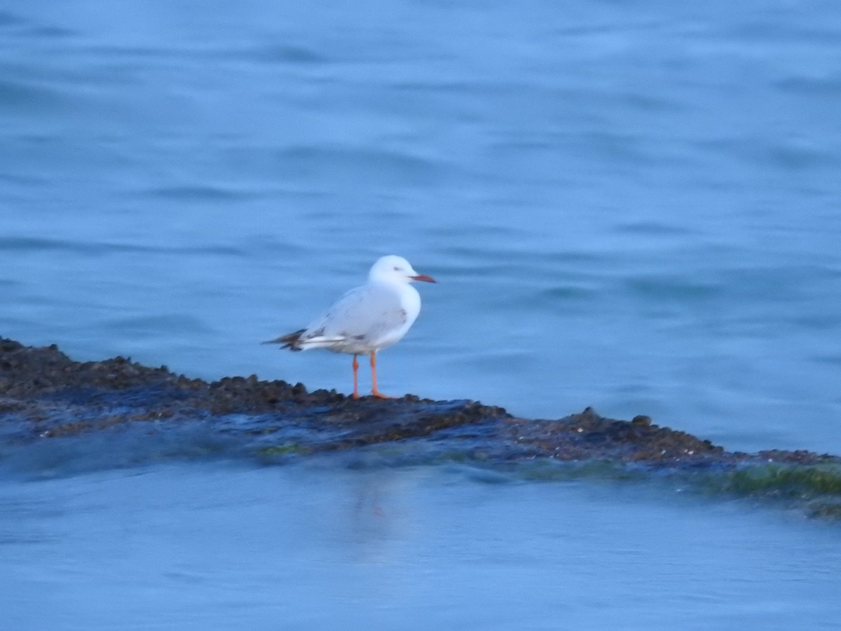 Slender-billed Gull - ML647016027