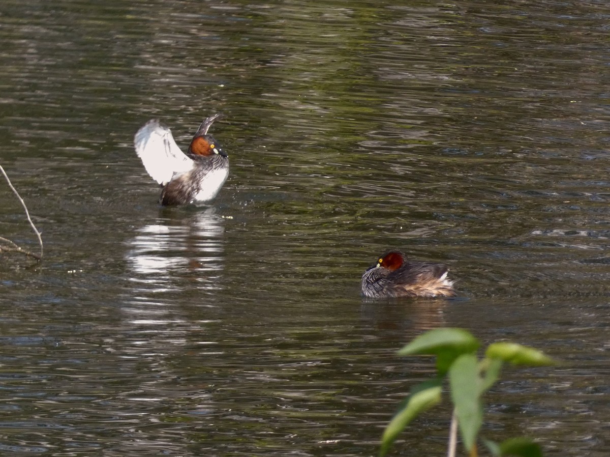 Little Grebe - ML647016032