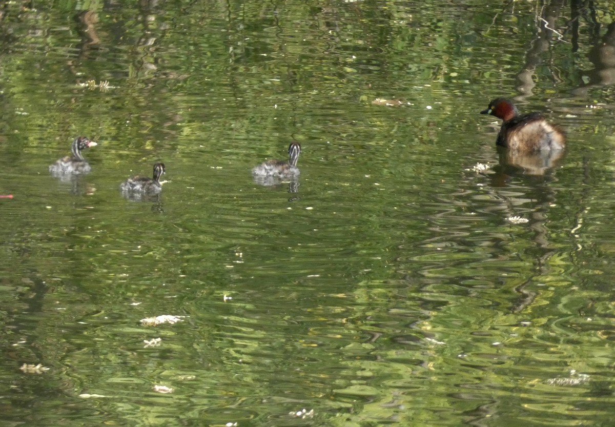 Little Grebe - ML647016033