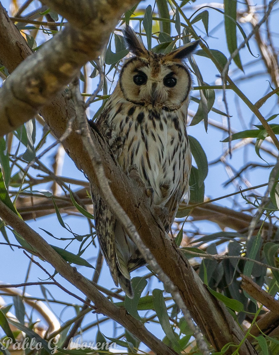 kalous proužkovaný - ML647016035