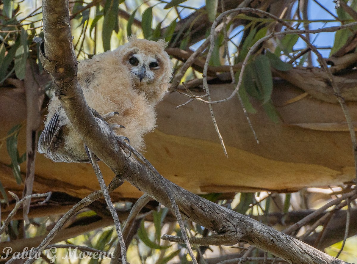 kalous proužkovaný - ML647016036