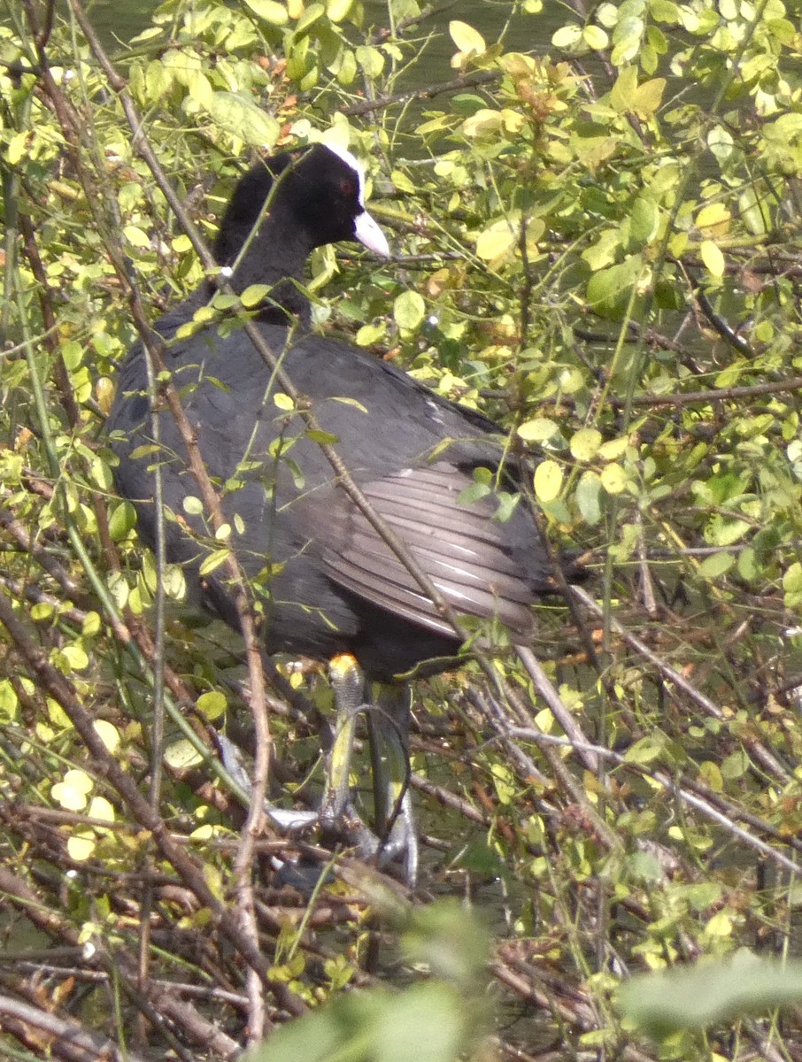 Eurasian Coot - ML647016047