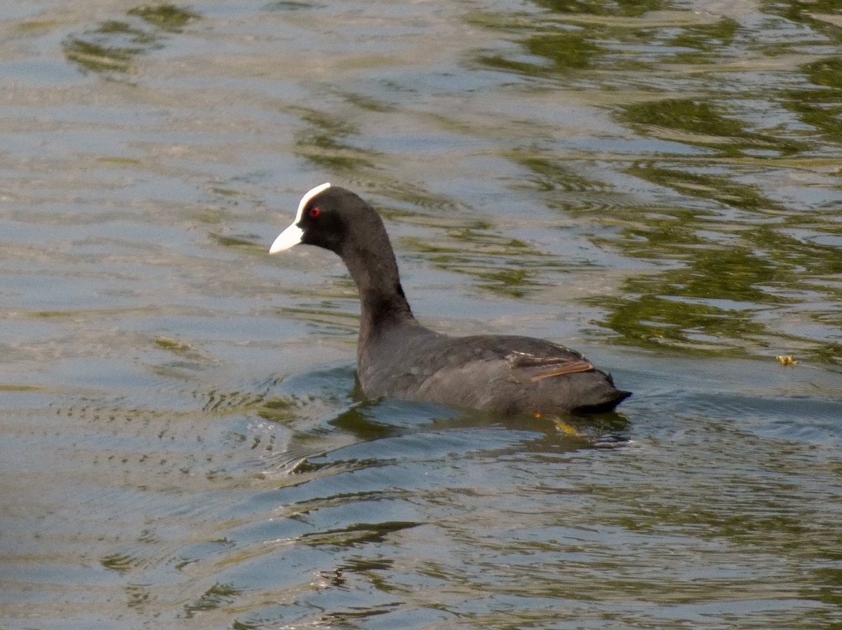 Eurasian Coot - ML647016048