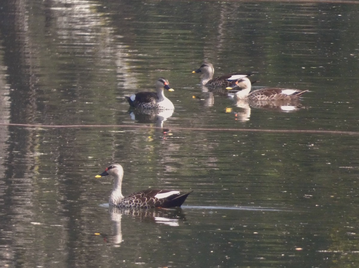 Indian Spot-billed Duck - ML647016053