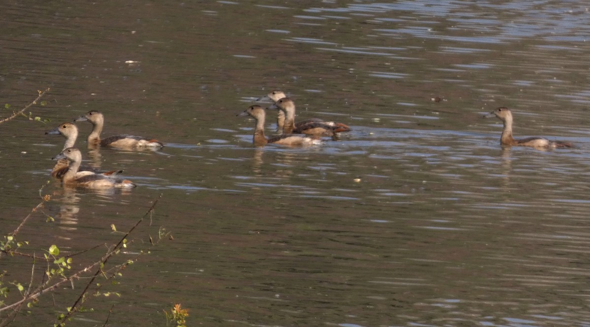 Lesser Whistling-Duck - ML647016062