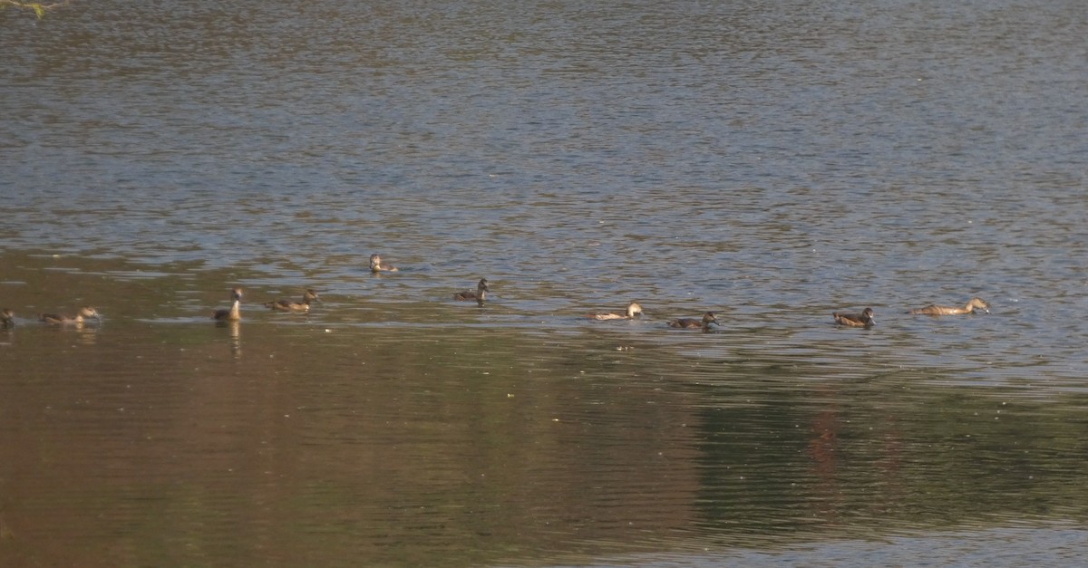 Lesser Whistling-Duck - ML647016063