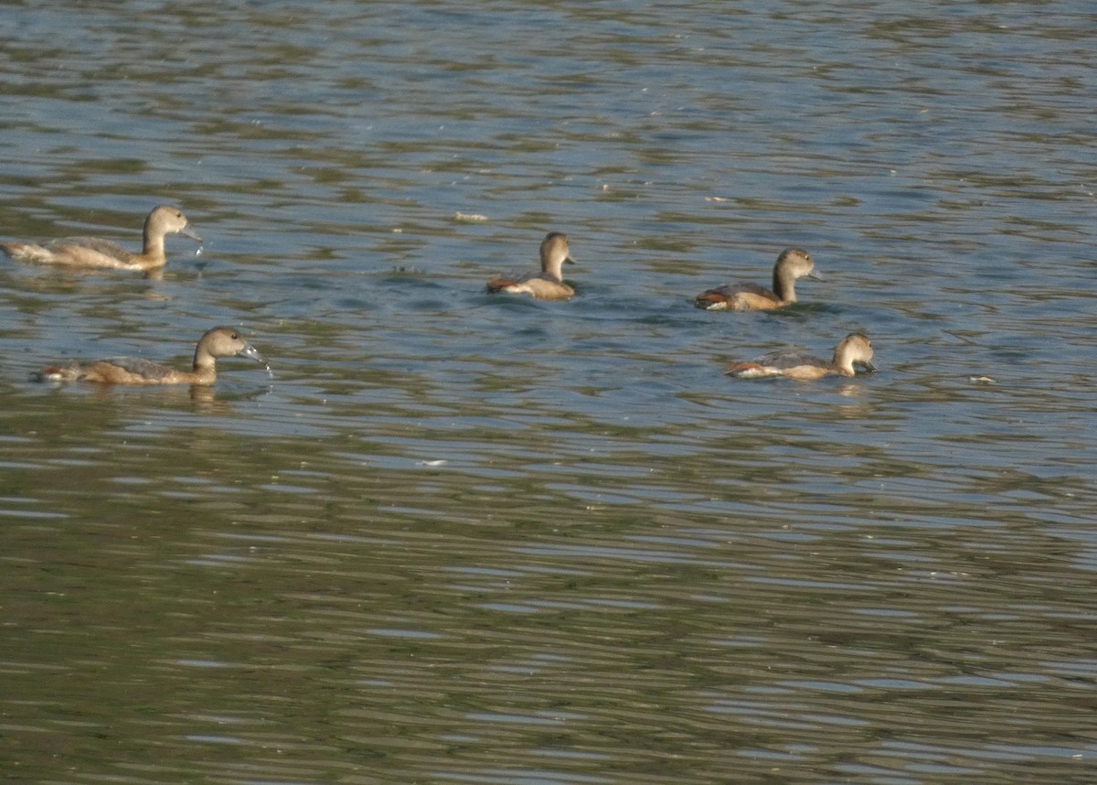 Lesser Whistling-Duck - ML647016064