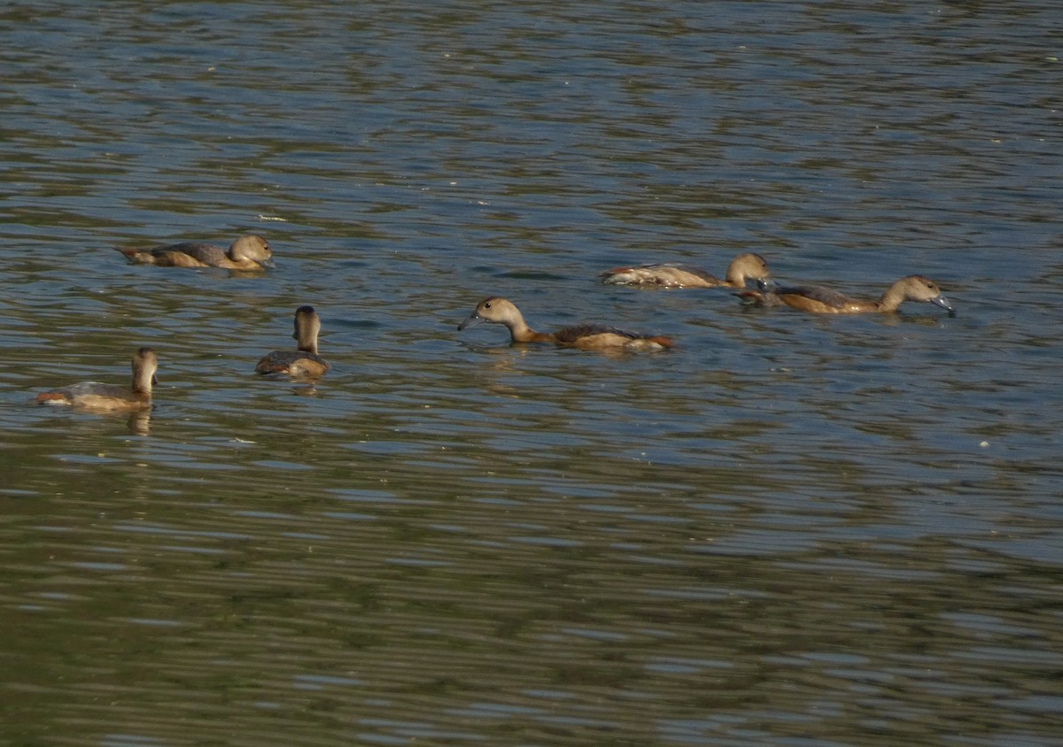 Lesser Whistling-Duck - ML647016065
