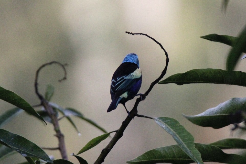 Танагра блакитношия - ML647016066