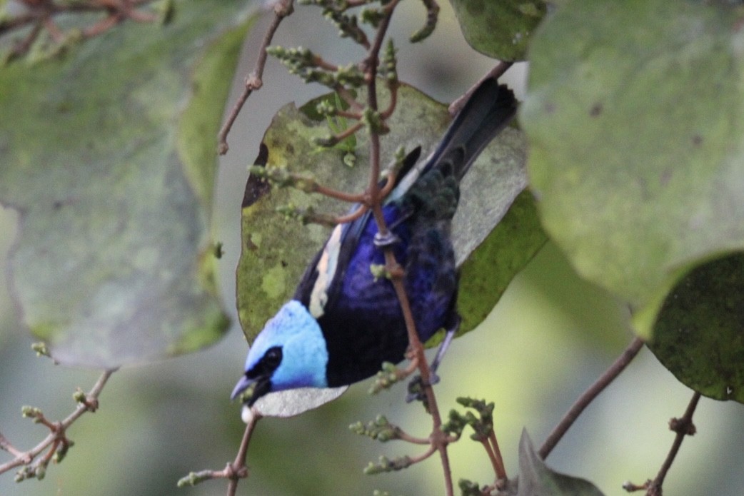 Танагра блакитношия - ML647016067