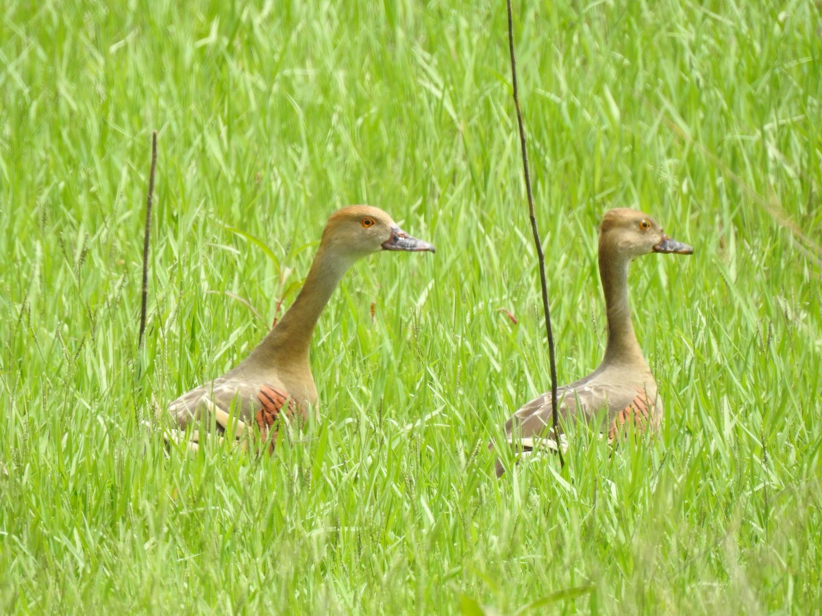 Plumed Whistling-Duck - ML647016069