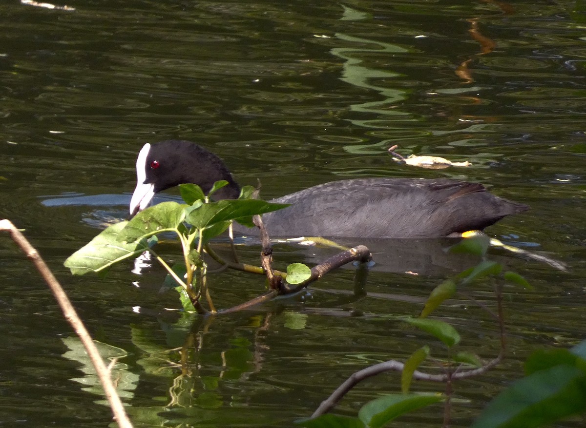 Eurasian Coot - ML647016071