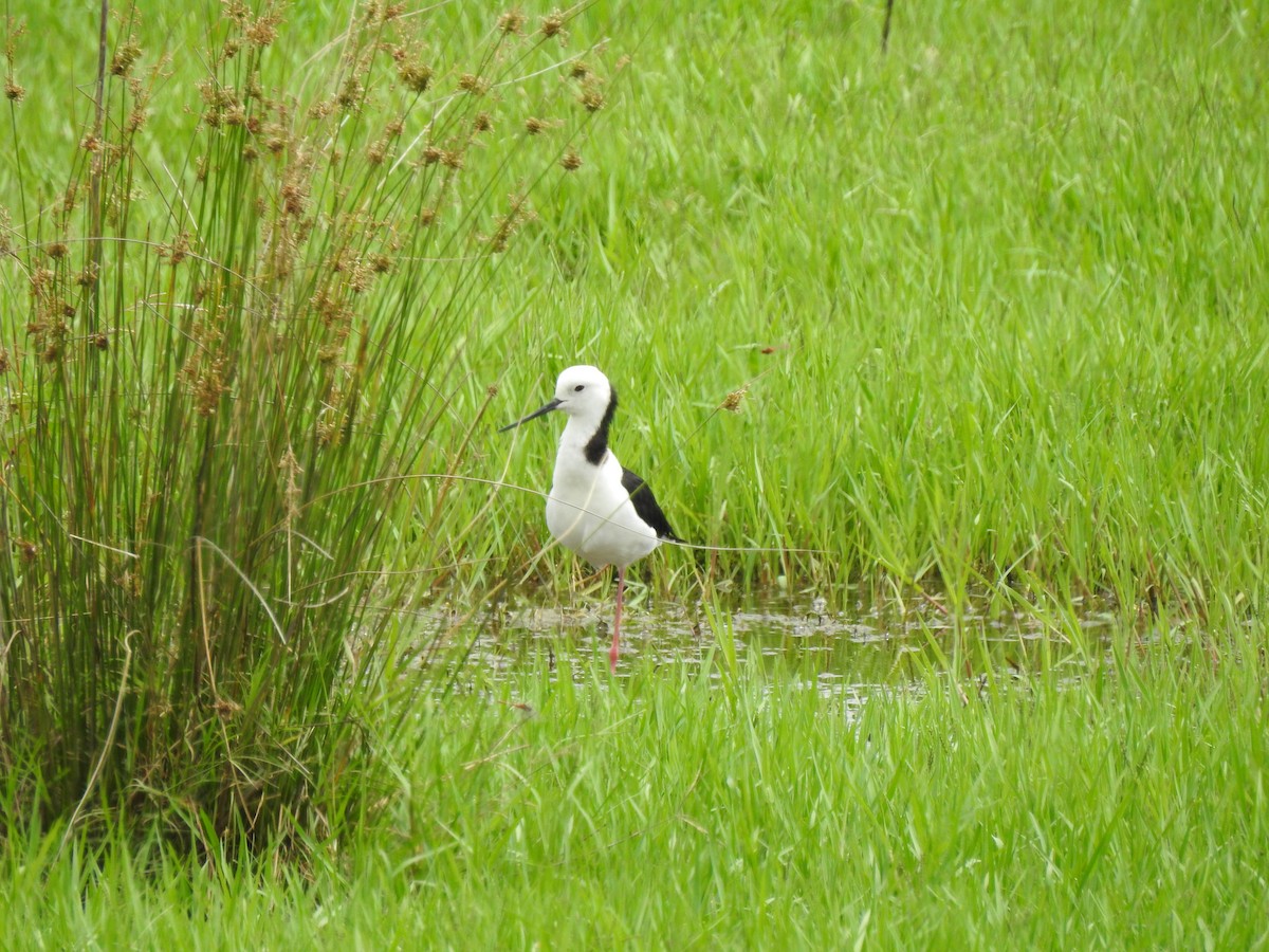Pied Stilt - ML647016072