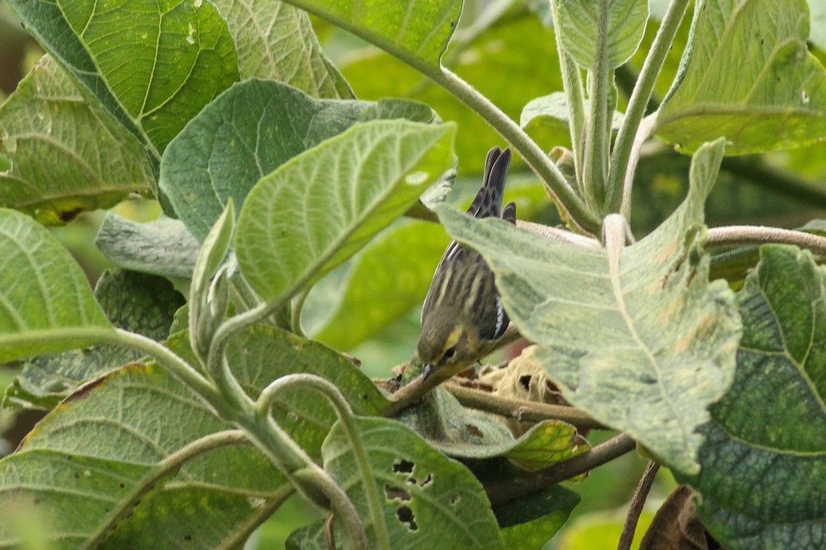 Blackburnian Warbler - ML647016073